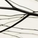 highres noir twigs opacity iv | 3form